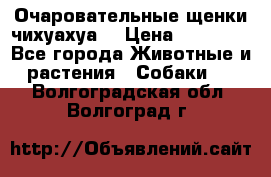 Очаровательные щенки чихуахуа  › Цена ­ 25 000 - Все города Животные и растения » Собаки   . Волгоградская обл.,Волгоград г.